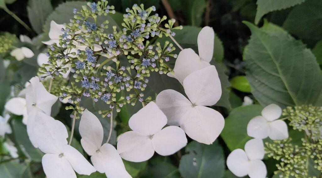 Weiße Blüten mit kleinen blauen Knospen und grünen Blättern im Hintergrund